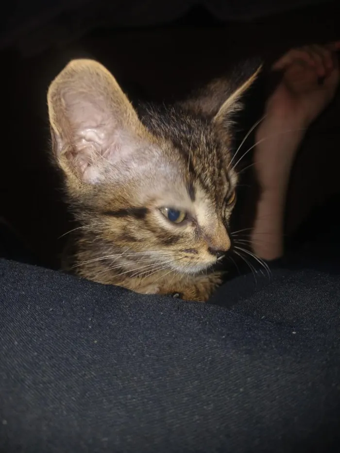 Gato raça SRD-ViraLata idade 2 a 6 meses nome sem nome 