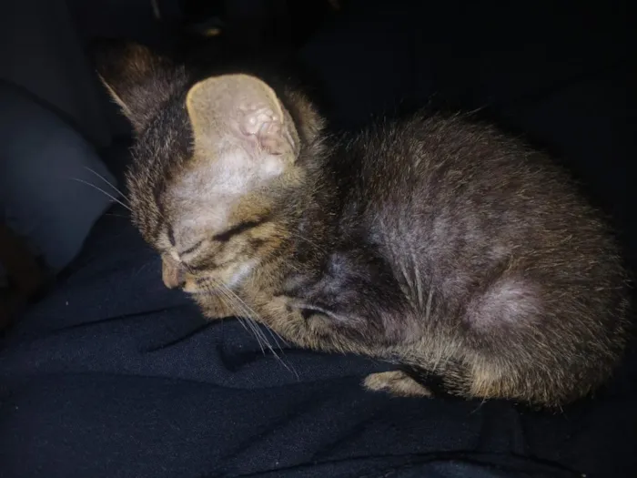 Gato raça SRD-ViraLata idade 2 a 6 meses nome sem nome 