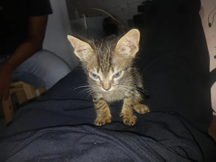 Gato raça SRD-ViraLata idade 2 a 6 meses nome sem nome 