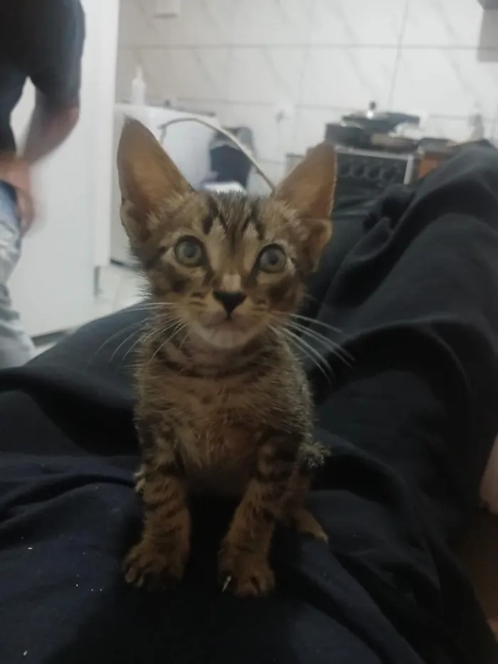 Gato raça SRD-ViraLata idade 2 a 6 meses nome sem nome 