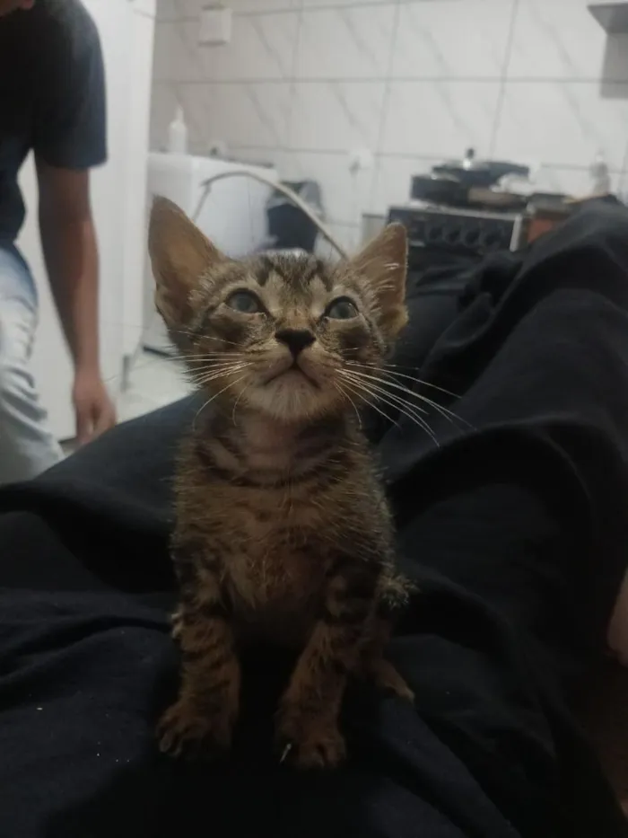Gato raça SRD-ViraLata idade 2 a 6 meses nome sem nome 