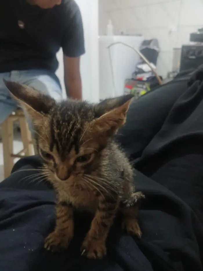 Gato raça SRD-ViraLata idade 2 a 6 meses nome sem nome 