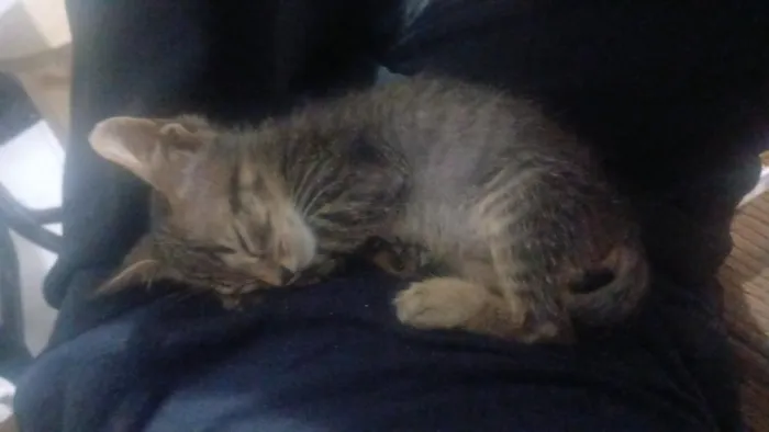 Gato raça SRD-ViraLata idade 2 a 6 meses nome sem nome 