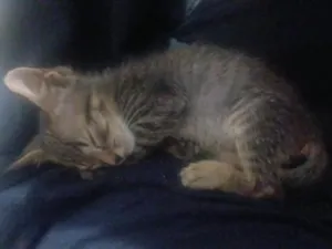 Gato raça SRD-ViraLata idade 2 a 6 meses nome sem nome 