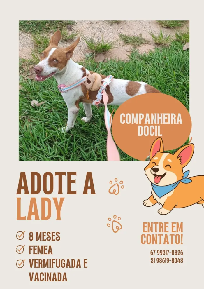 Cachorro raça SRD-ViraLata idade 7 a 11 meses nome Lady