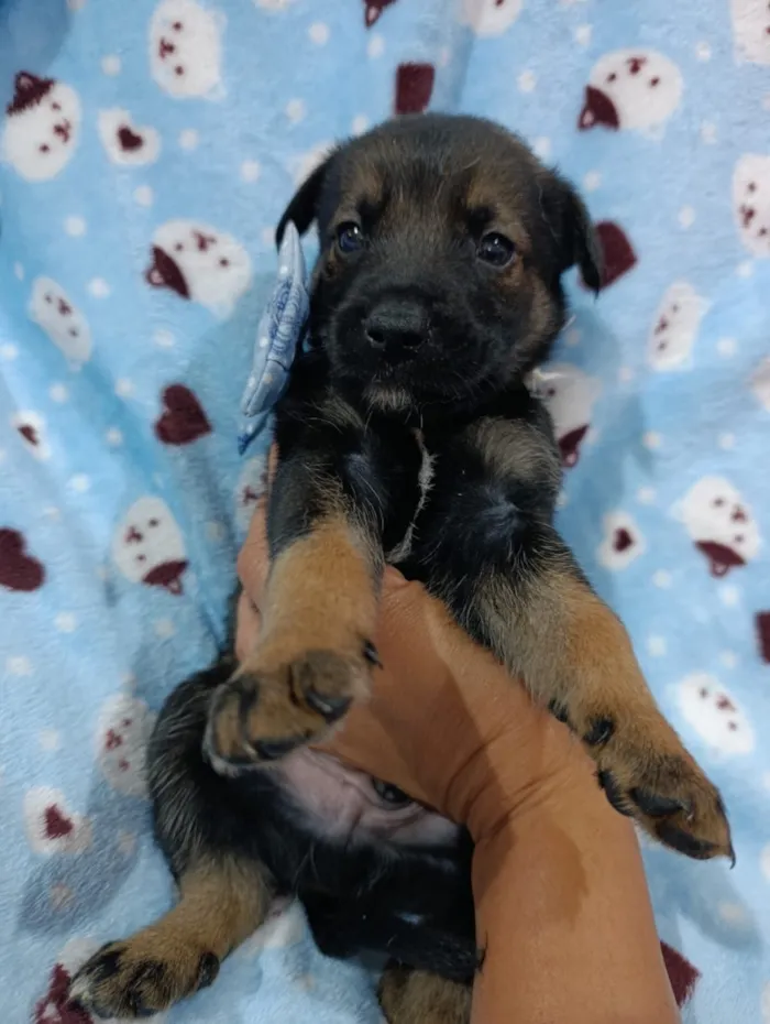 Cachorro raça SRD-ViraLata idade Abaixo de 2 meses nome Macho 1