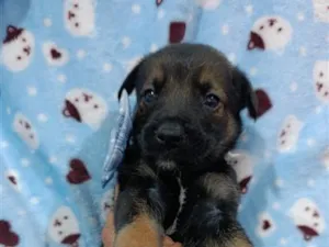 Cachorro raça SRD-ViraLata idade Abaixo de 2 meses nome Macho 1