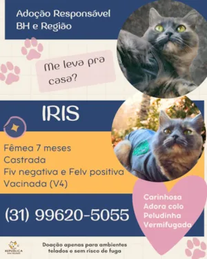 Gato raça SRD-ViraLata idade 7 a 11 meses nome IRIS 