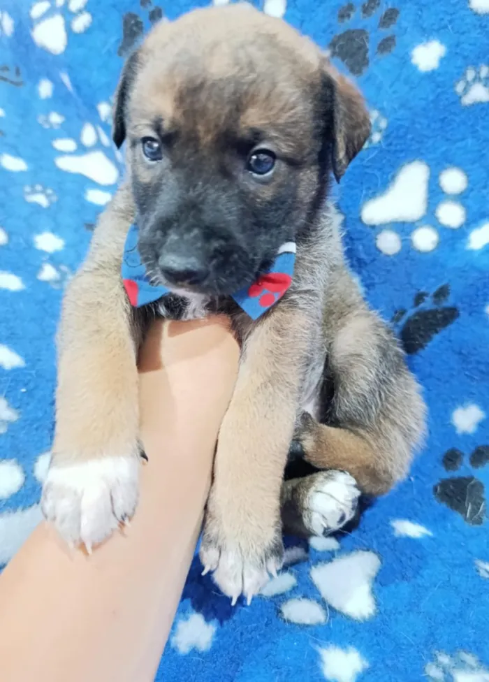 Cachorro raça SRD-ViraLata idade Abaixo de 2 meses nome Macho 2