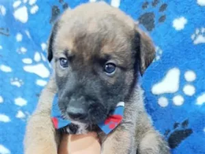Cachorro raça SRD-ViraLata idade Abaixo de 2 meses nome Macho 2