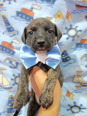 Cachorro raça SRD-ViraLata idade 2 a 6 meses nome Macho 3