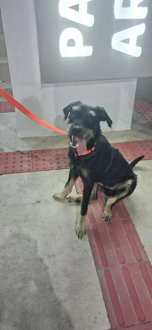 Cachorro raça SRD-ViraLata idade 1 ano nome Rapadura