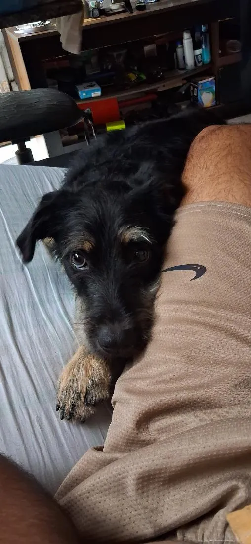 Cachorro raça SRD-ViraLata idade 1 ano nome Rapadura