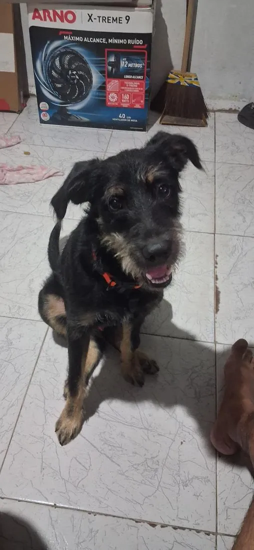 Cachorro raça SRD-ViraLata idade 1 ano nome Rapadura