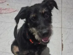 Cachorro raça SRD-ViraLata idade 1 ano nome Rapadura