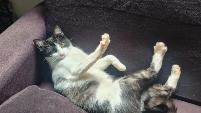 Gato raça SRD-ViraLata idade 2 a 6 meses nome Nina Maria brincalhona e dorminhoca