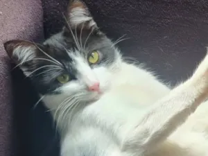 Gato raça SRD-ViraLata idade 2 a 6 meses nome Nina Maria