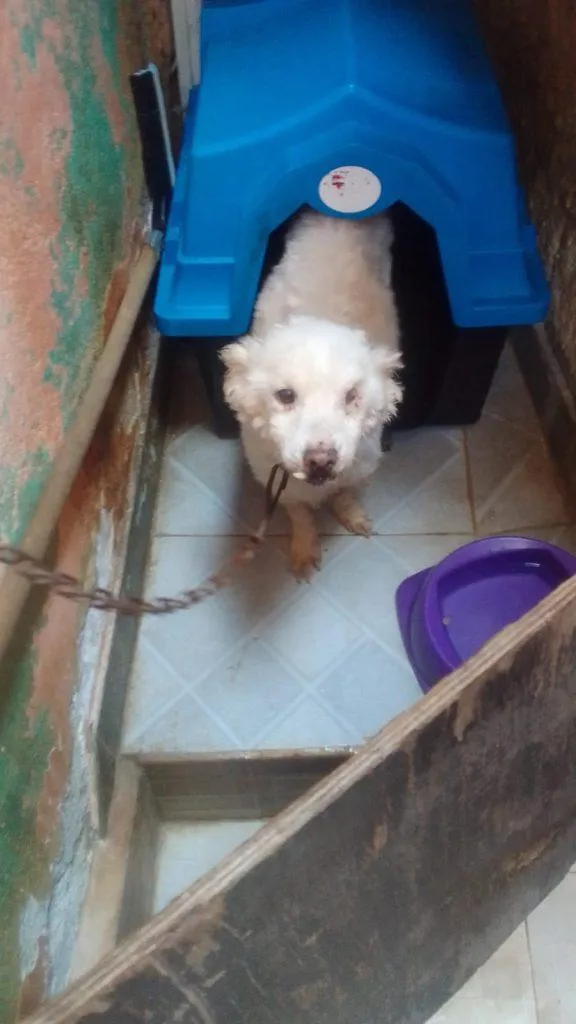 Cachorro raça SRD-ViraLata idade 2 a 6 meses nome Falar com Adelia - Whats 11 94654-2194