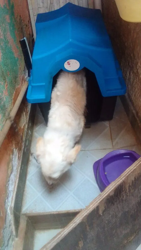 Cachorro raça SRD-ViraLata idade 2 a 6 meses nome Falar com Adelia - Whats 11 94654-2194