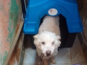 Cachorro raça SRD-ViraLata idade 2 a 6 meses nome Falar com Adelia - Whats 11 94654-2194