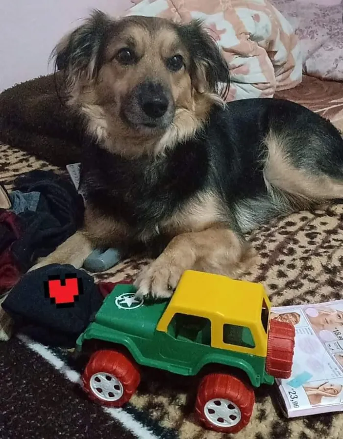 Cachorro raça SRD-ViraLata idade 3 anos nome Thor e Braya