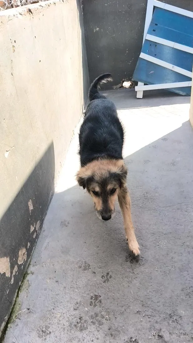 Cachorro raça SRD-ViraLata idade 3 anos nome Thor e Braya