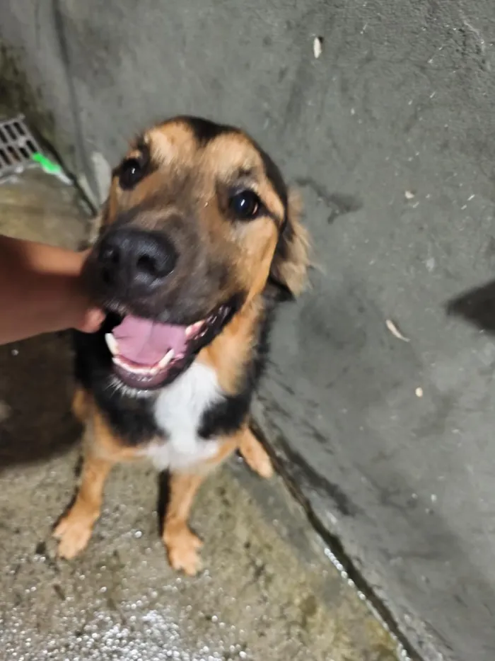Cachorro raça SRD-ViraLata idade 3 anos nome Thor e Braya