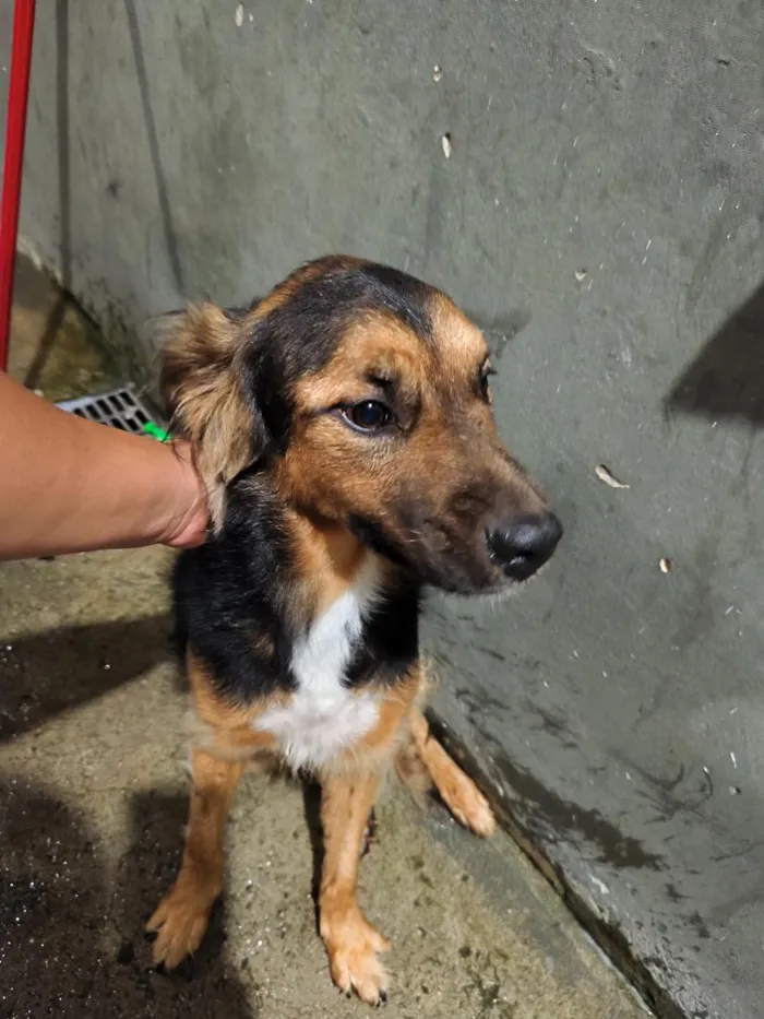 Cachorro raça SRD-ViraLata idade 3 anos nome Thor e Braya