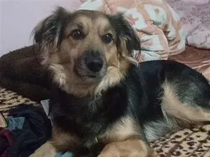 Cachorro raça SRD-ViraLata idade 3 anos nome Thor e Braya