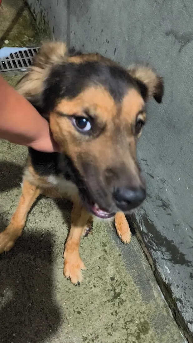 Cachorro raça SRD-ViraLata idade 2 anos nome Thor