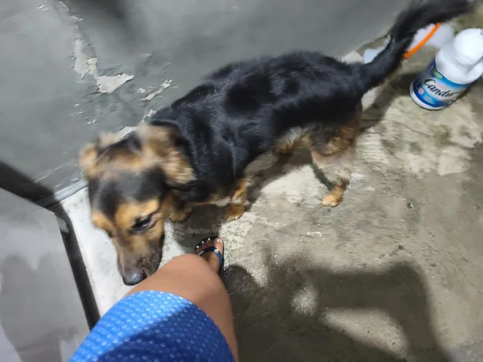 Cachorro raça SRD-ViraLata idade 2 anos nome Thor