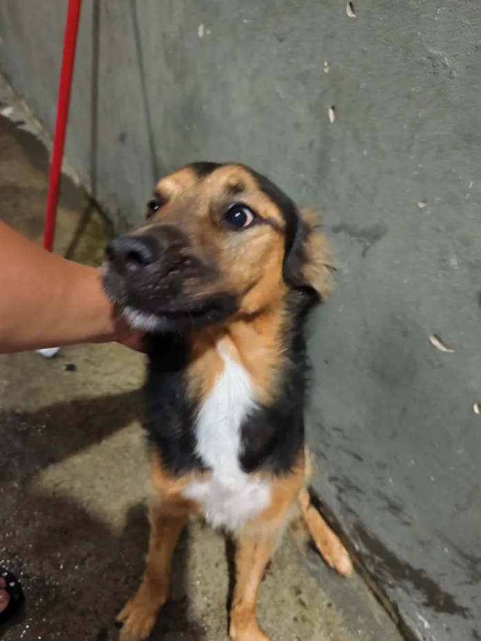 Cachorro raça SRD-ViraLata idade 2 anos nome Thor