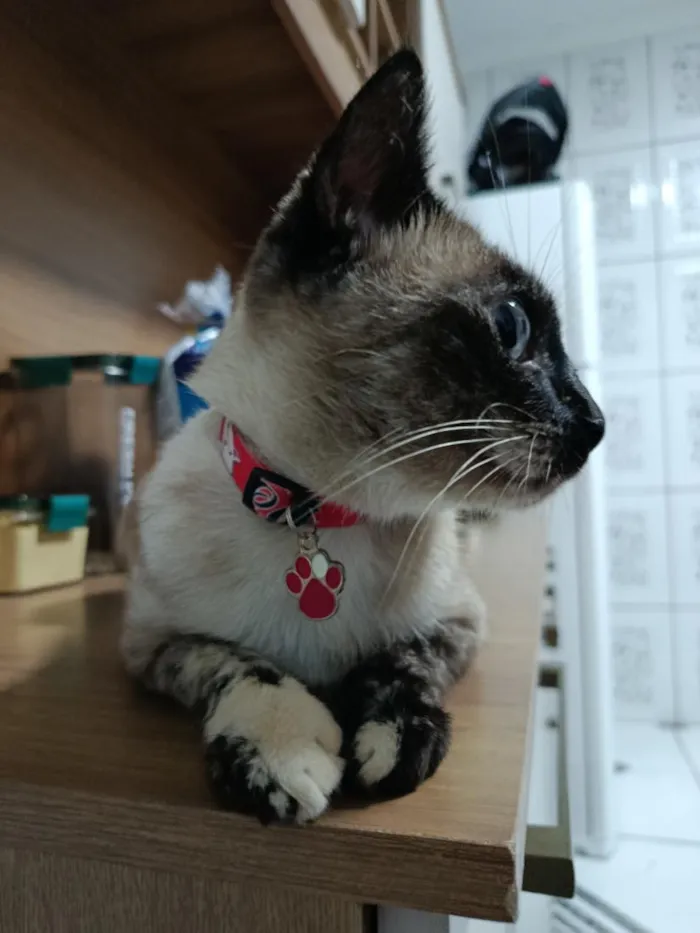 Gato raça Siamês idade 2 anos nome Lua