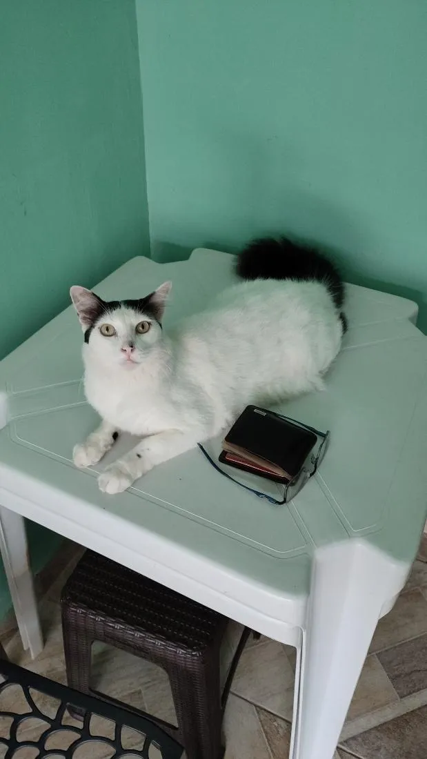 Gato raça SRD-ViraLata idade 5 anos nome Dengoso