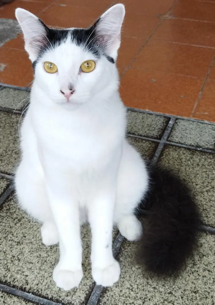 Gato raça SRD-ViraLata idade 5 anos nome Dengoso