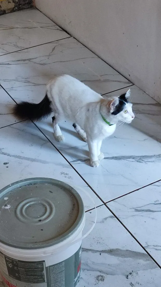 Gato raça SRD-ViraLata idade 5 anos nome Dengoso