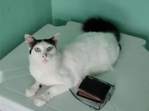 Gato raça SRD-ViraLata idade 5 anos nome Dengoso