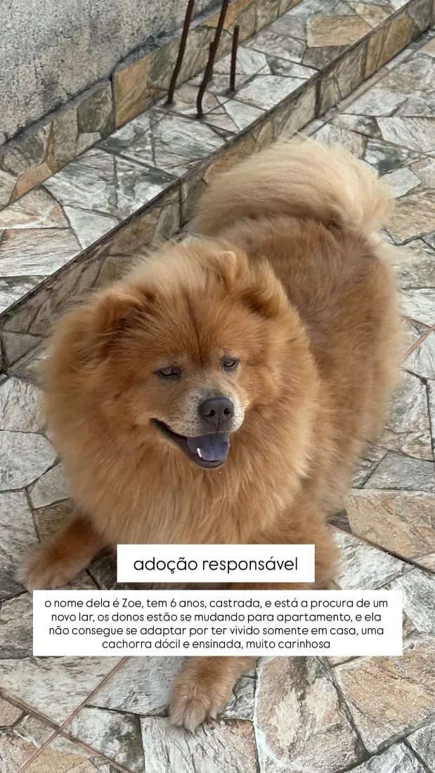Cachorro raça SRD-ViraLata idade 6 ou mais anos nome Zoe