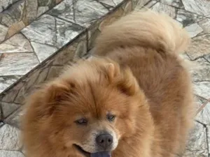 Cachorro raça SRD-ViraLata idade 6 ou mais anos nome Zoe