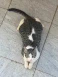 Panqueca