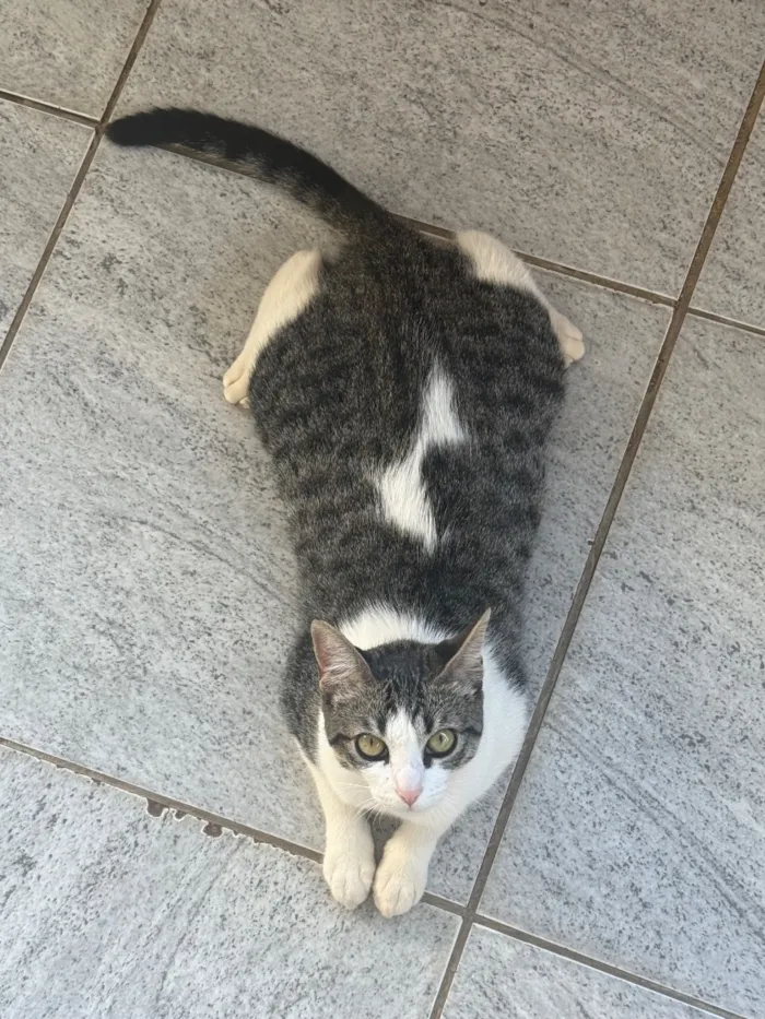 Gato raça SRD-ViraLata idade 1 ano nome Panqueca