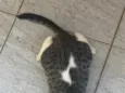 Panqueca