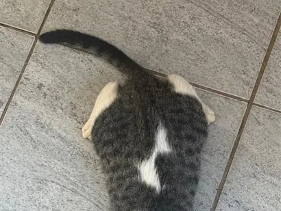 Gato raça SRD-ViraLata idade 1 ano nome Panqueca