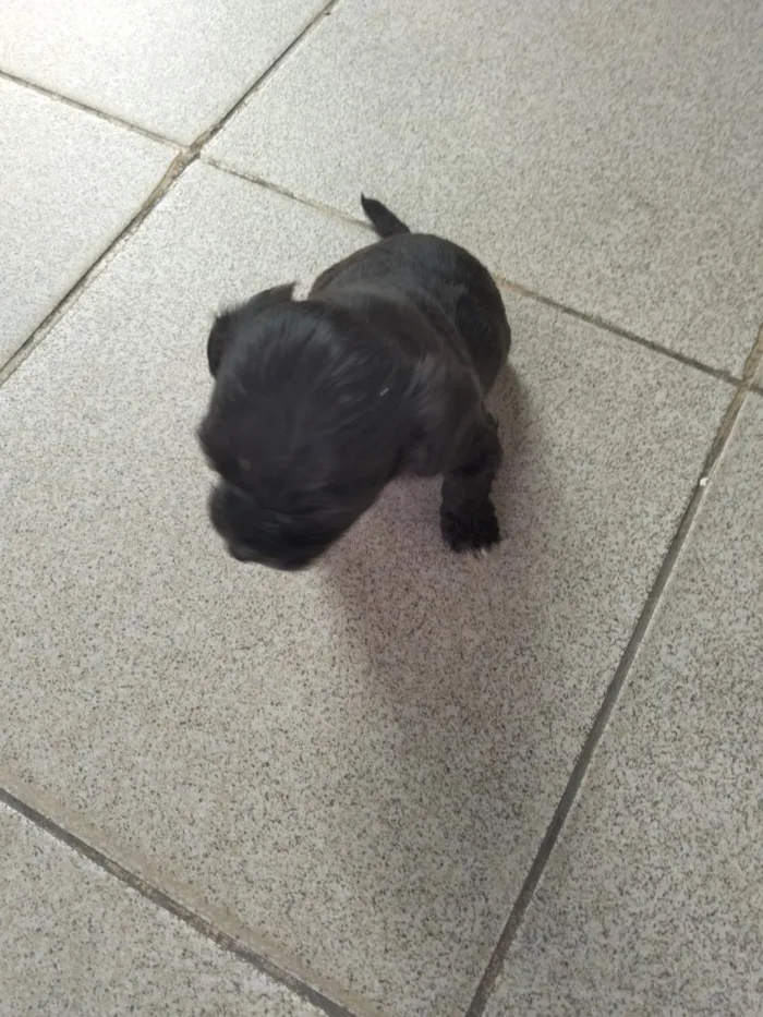 Cachorro raça SRD-ViraLata idade Abaixo de 2 meses nome Salomão