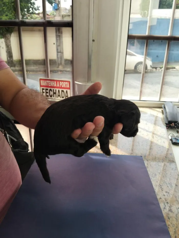 Cachorro raça SRD-ViraLata idade Abaixo de 2 meses nome Salomão