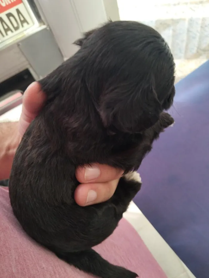 Cachorro raça SRD-ViraLata idade Abaixo de 2 meses nome Salomão