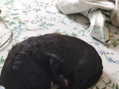 Cachorro raça SRD-ViraLata idade Abaixo de 2 meses nome Salomão