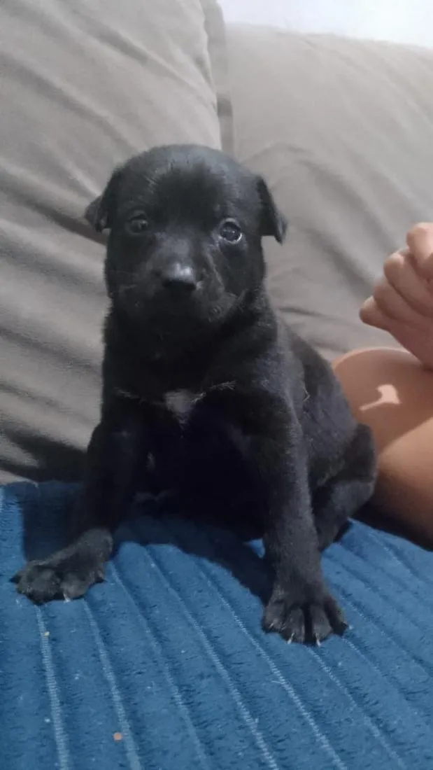 Cachorro raça SRD-ViraLata idade Abaixo de 2 meses nome PRETINHA