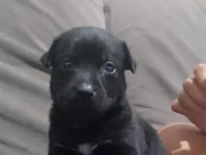 Cachorro raça SRD-ViraLata idade Abaixo de 2 meses nome PRETINHA