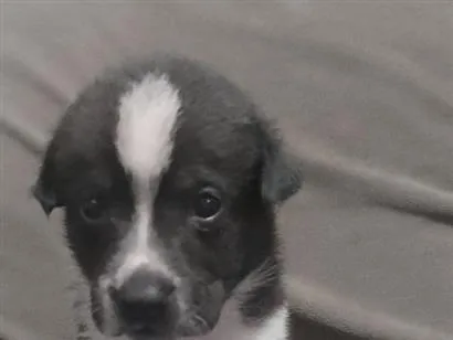 Cachorro raça SRD-ViraLata idade Abaixo de 2 meses nome Panda